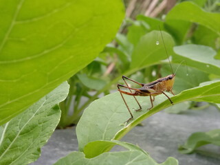 Grasshopper in a leaf