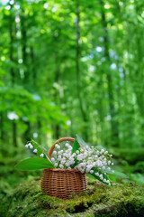 lilies of the valley flowers in basket on mossy stump in forest, natural green blurred background....