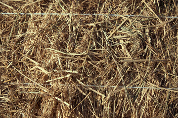 Closeup of dried grass in the garden on a sunny day