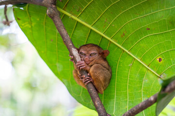 The tarsier is a nocturnal animal found in the Philippine forests.