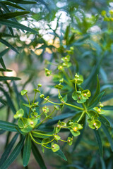 Euphorbia helioscopia, the sun spurge or madwoman's milk, is a species of flowering plant in the spurge family Euphorbiaceae. Flolra Israel