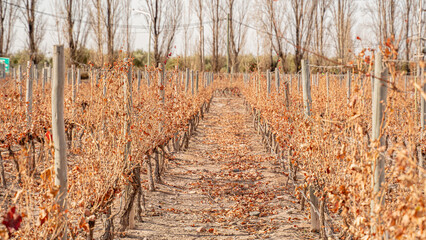 Fototapeta premium Vinedo en Mendoza Argentina