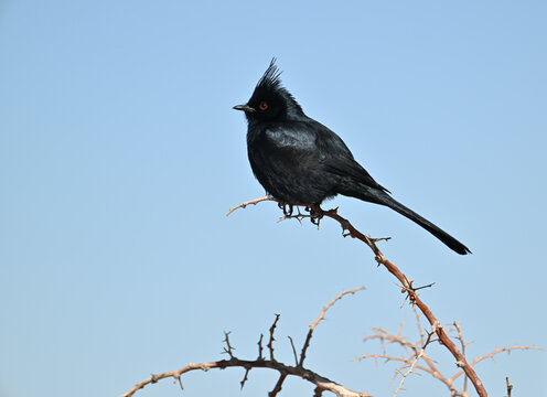 Northern Phainopepla bird perched on mesquite branch.