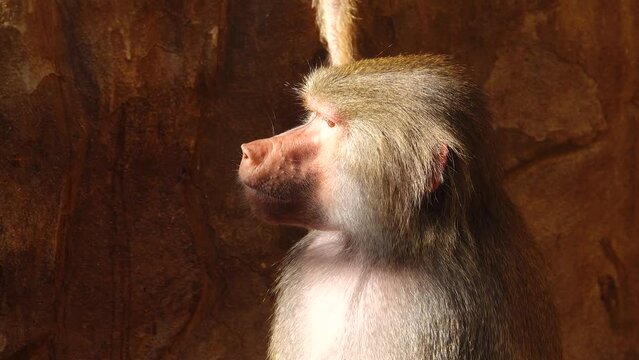 hamadryas baboon (papio hamadryas) portrait of a female