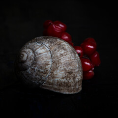 nature, garden, plant, background, natural, green, summer, food, macro, beautiful, animal, leaf, white, snail, 