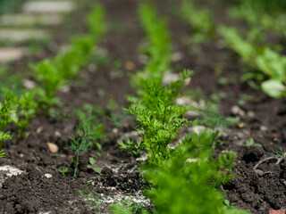 Fresh green young carrot plants growing in a vegetable garden.