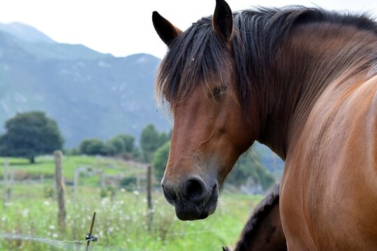 Horse looking at the camera in Asturias, Spain