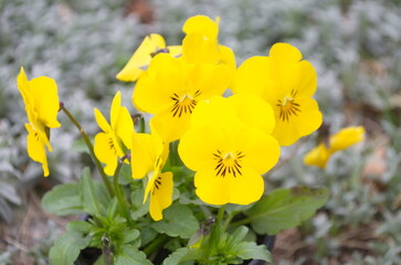 Viola tricolor large yellow flowers with petals on a background of green leaves in pots.