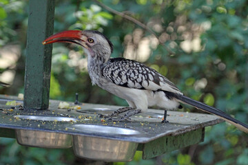 red billed hornbill