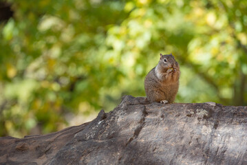 Squirrel Eating