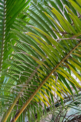 Coconut palm tree leaves