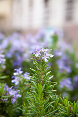 close up of rosemary plant