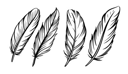 Feather sketch set on white.