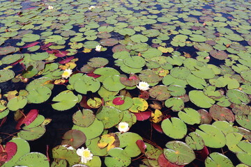 Flowers all over the world