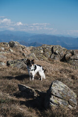 Cane in gita in montagna frontale