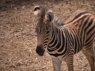 Closeup of a cute zebra in Bandia Reserve, Senegal