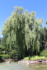 Flowers all over the world