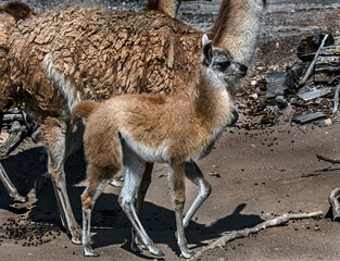 Young red llama walking in its enclosure. Latin name - Lama glama