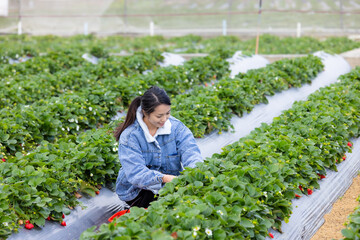 Woman pick a ripe strawberry in strawberry field