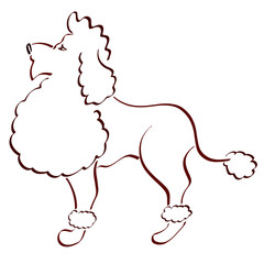 beautifully trimmed brown poodle standing proudly