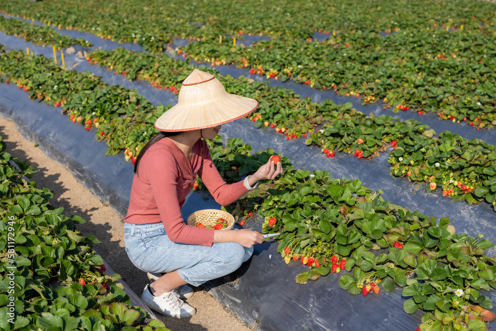 Sticker tourist woman go to pick strawberry in the farm