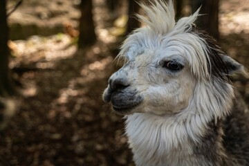 Closeup of a llama in a forest