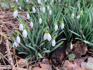 Snowdrops in early March in the forest.