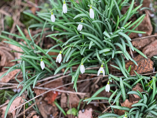 Snowdrops in early March in the forest.