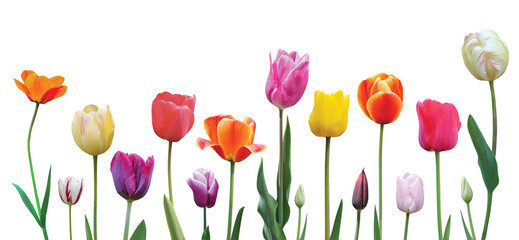 Spring flowers tulips arrangement on transparent background,