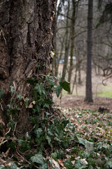 Ivy leaves on tree. Early spring in park