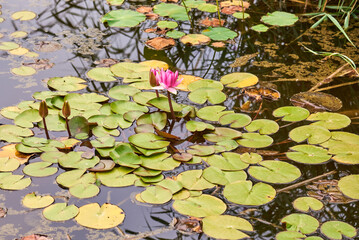 Blühende Seerose in einem Teich zwischen Seerosenblättern