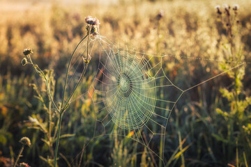 Pajęczyna © Magdalena