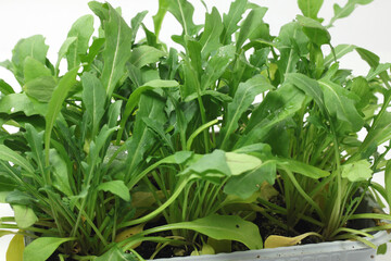 rocket salad seedlings ready for transplanting-