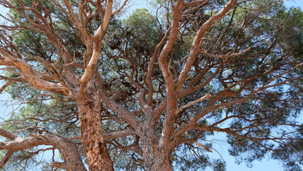 Branches from pine tree. Bottom view.