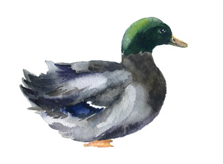 Watercolor duck, farm birds illustartions on the white background, hand drawn domestic animals, farm animals sketch