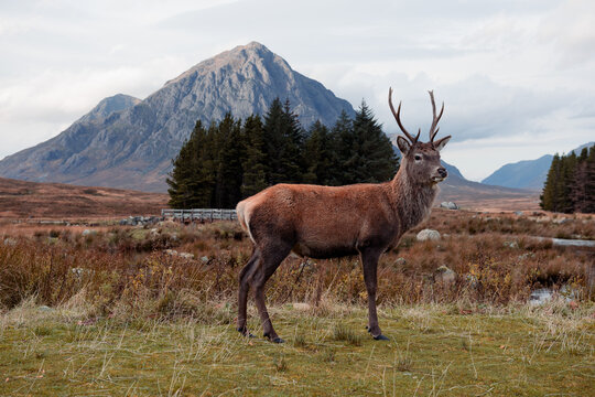 Glencoe deer outside of The Kingshouse Hotel overlooking The Buachaille Etive Mor mountain. Scottish Highlands, UK.