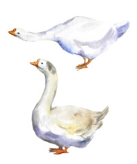 Watercolor goose on the white background, Baby shower drawn, nursery art, farm animals set, farm birds, watercolor illustartions, animal clipart