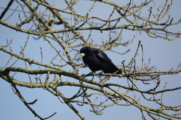rook (Corvus frugilegus)