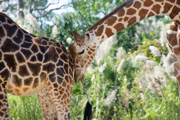 Nice specimen of giraffe taken in a large zoological garden