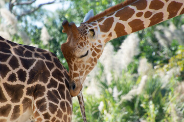 Nice specimen of giraffe taken in a large zoological garden