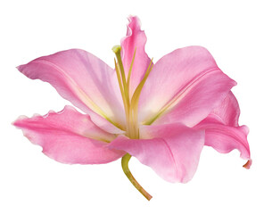 Pink lily flower on transparent background - 581177707