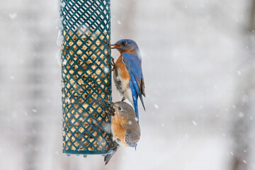 Pair of male and female bluebirds at a feeder in a snowstorm.