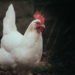 Closeup of a hen in a yard