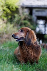 Obraz premium Closeup of brown Irish Setter lying on grassland and looking side