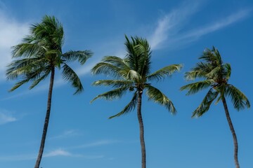 Look up at palm trees against the beautiful blue sky in the morning.