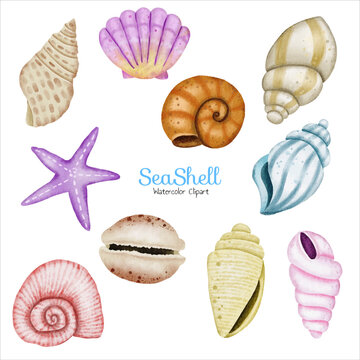 set of sea shells watercolor illustration