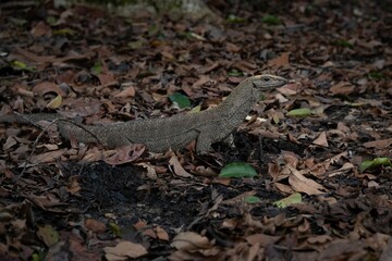 Monitor lizard on dry leaves in Singapore.