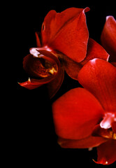 red orchid on black