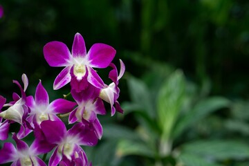 Closeup of purple orchids growing in a garden