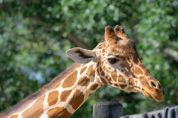 Nice specimen of giraffe taken in a large zoological garden